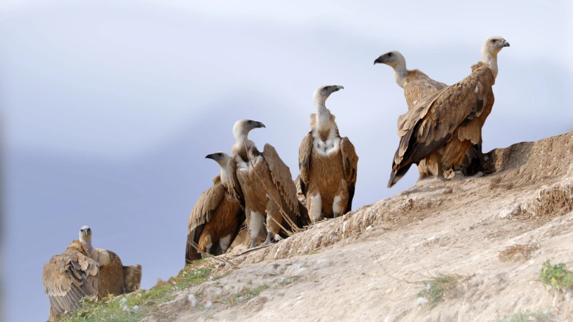 ANIMALES EN ACCIÓN