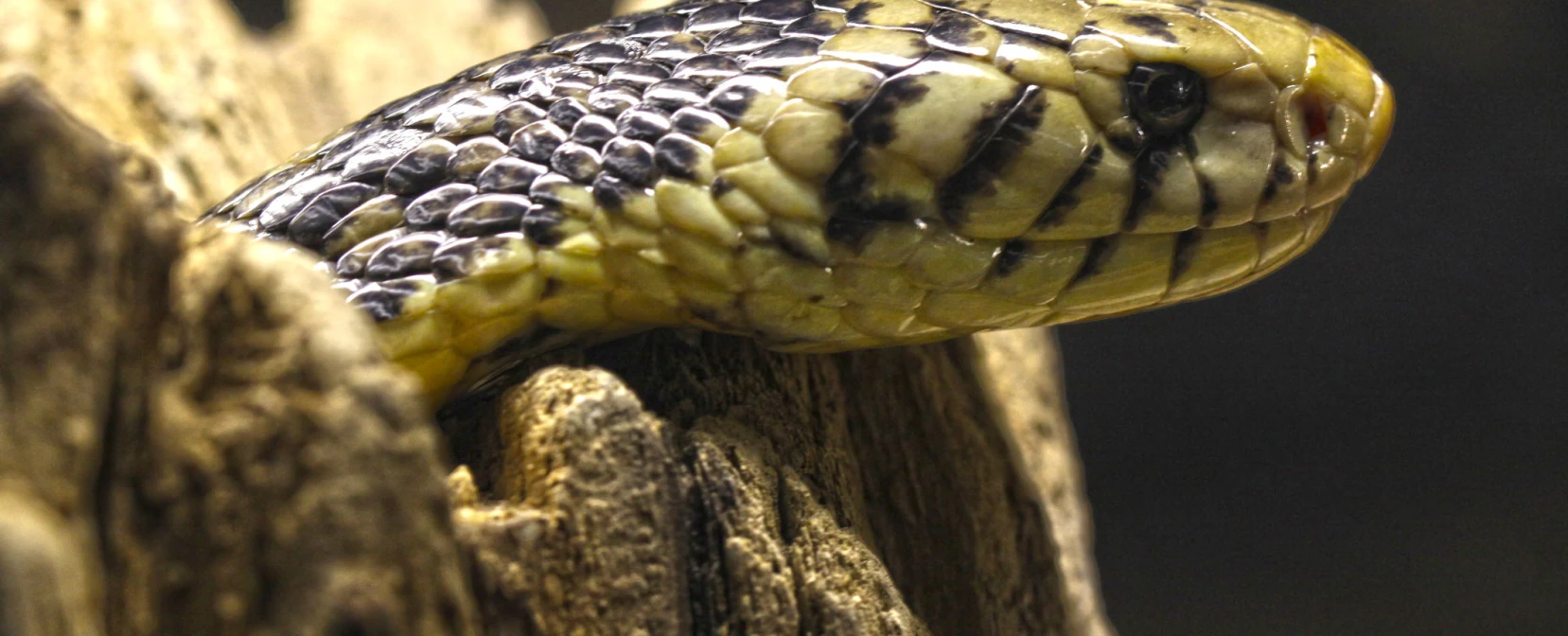 DISCOVERY REPTILES