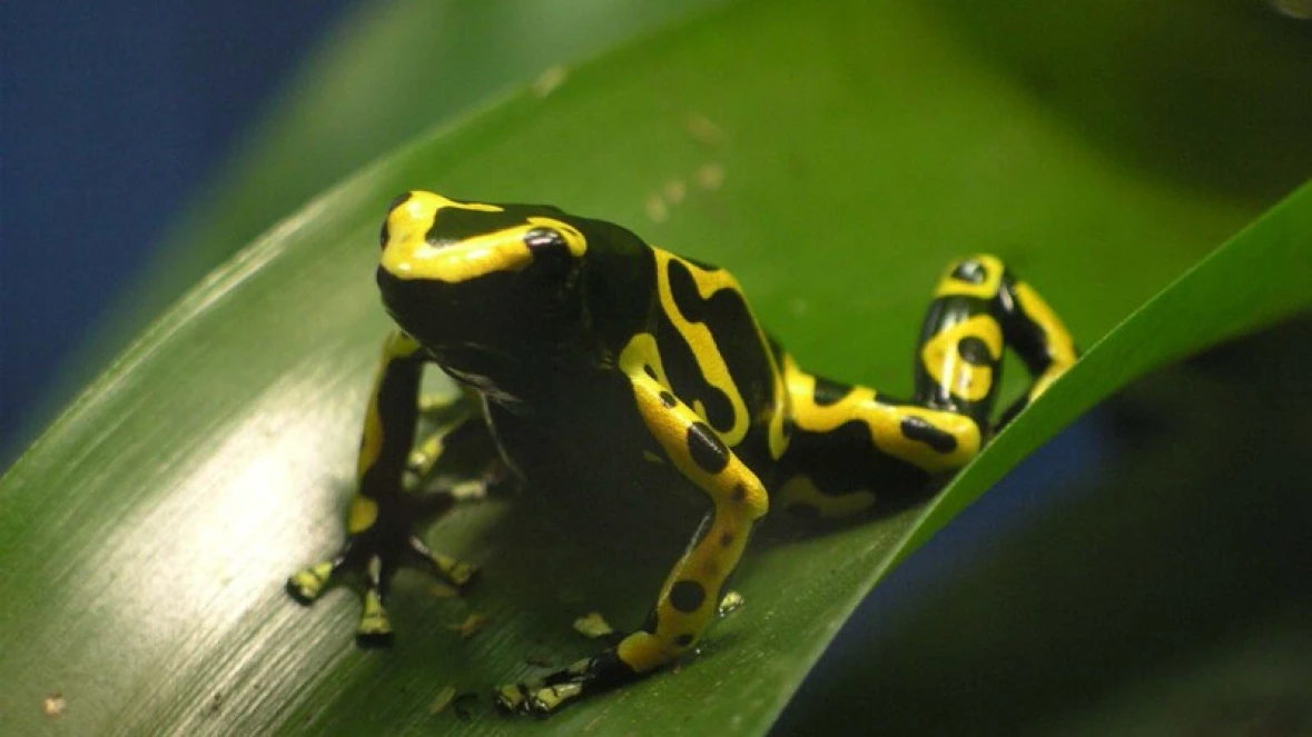 DISCOVERY REPTILES