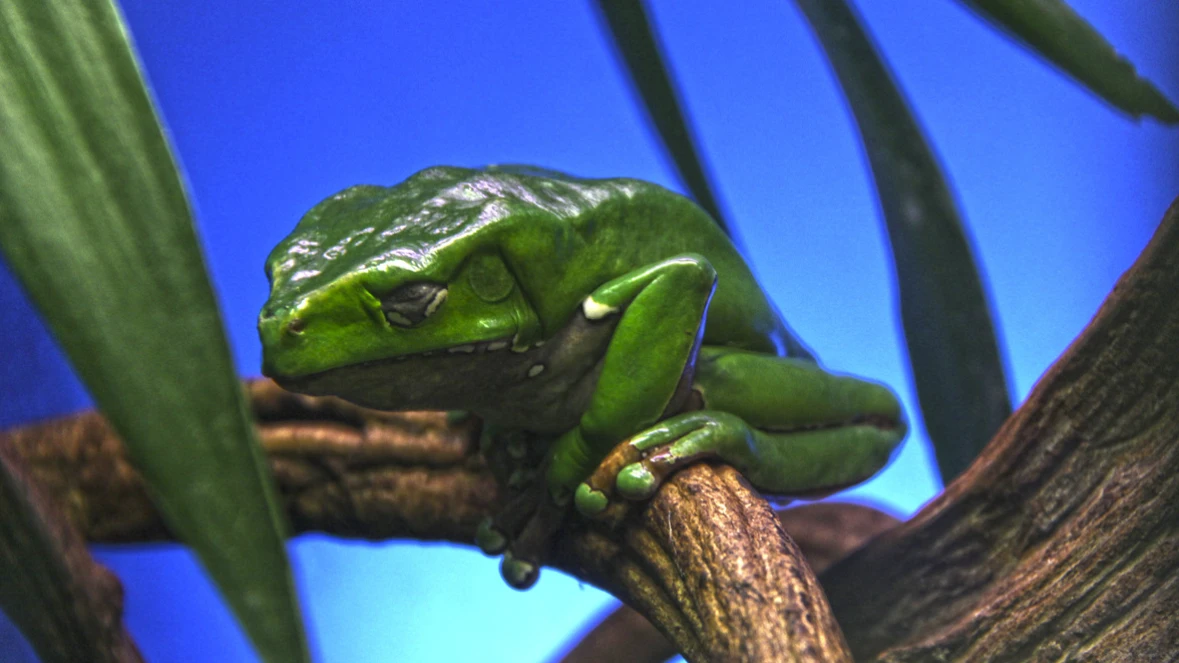 DISCOVERY REPTILES
