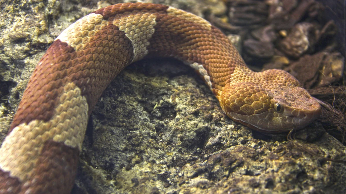 DISCOVERY REPTILES