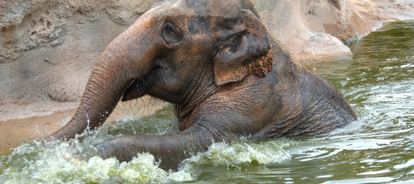 DISCOVERY ELEPHANTS
