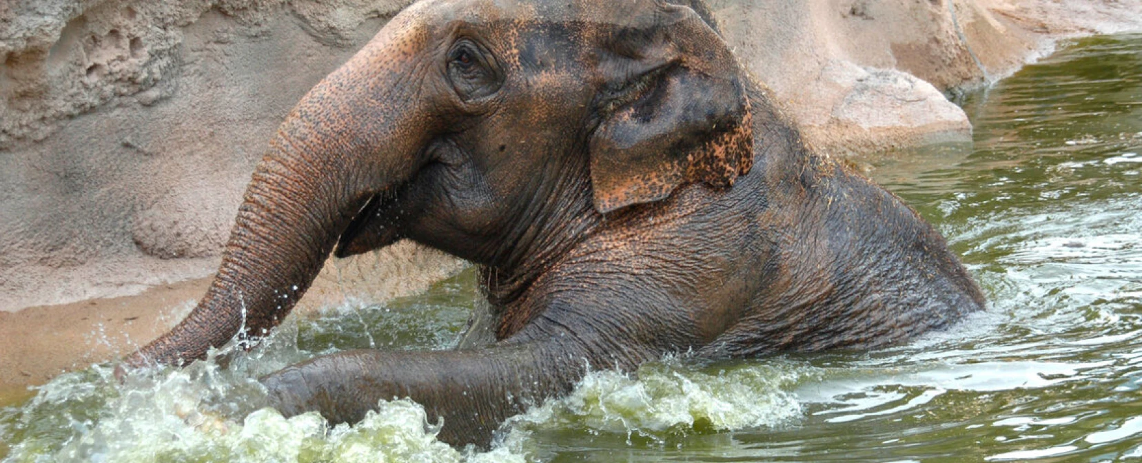 DISCOVERY ELEPHANTS