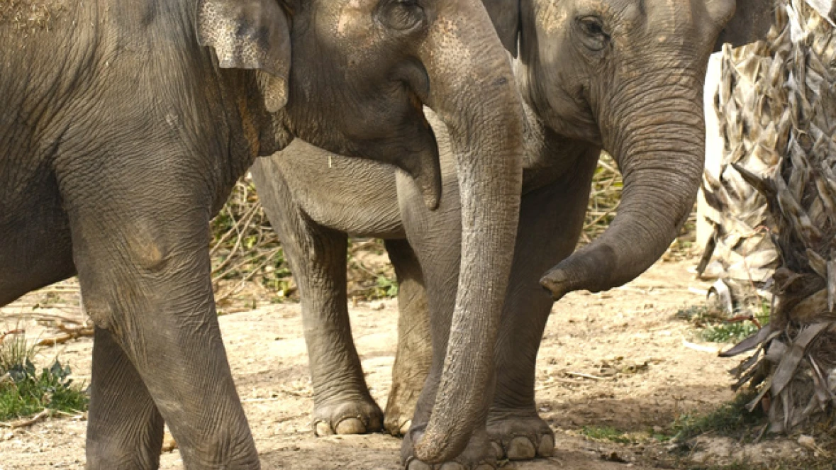 DISCOVERY ELEPHANTS
