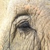 thumb_510_100_100_0_0_crop