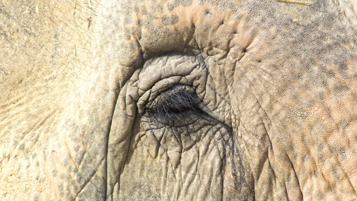 DISCOVERY ELEPHANTS
