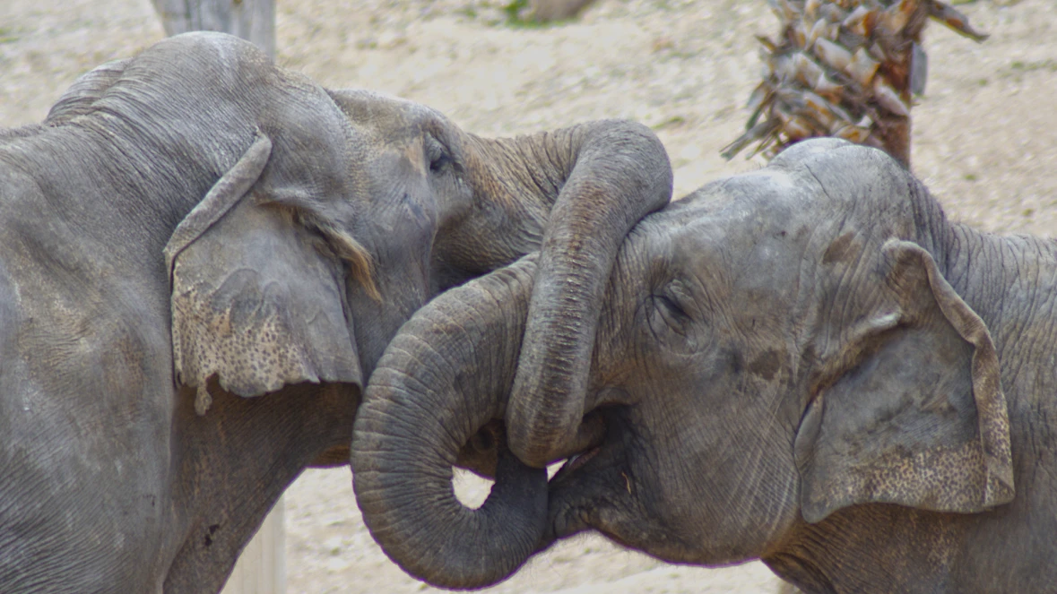 DISCOVERY ELEPHANTS