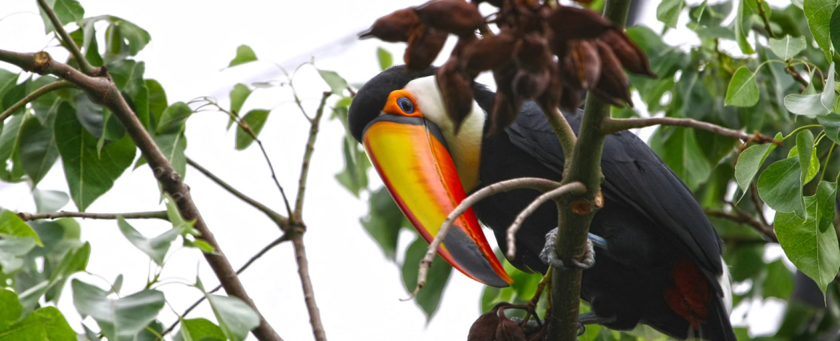 DISCOVERY AVIARY