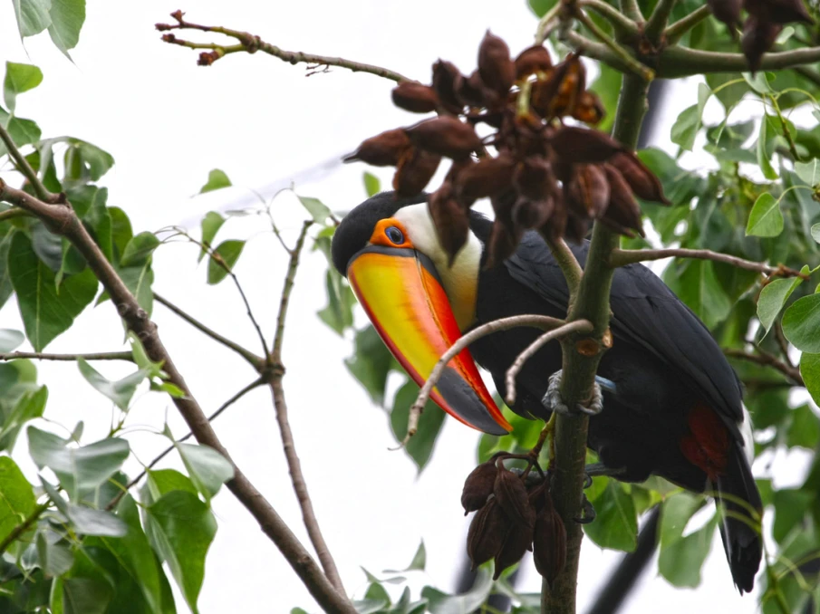 DISCOVERY AVIARY