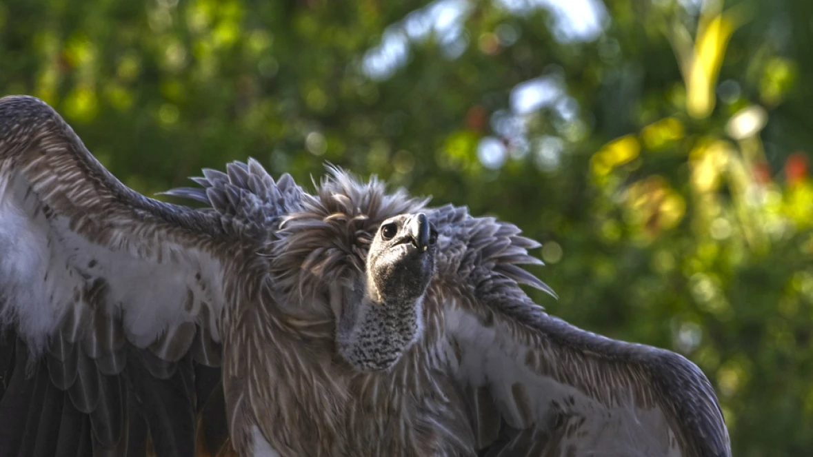 DISCOVERY AVIARY