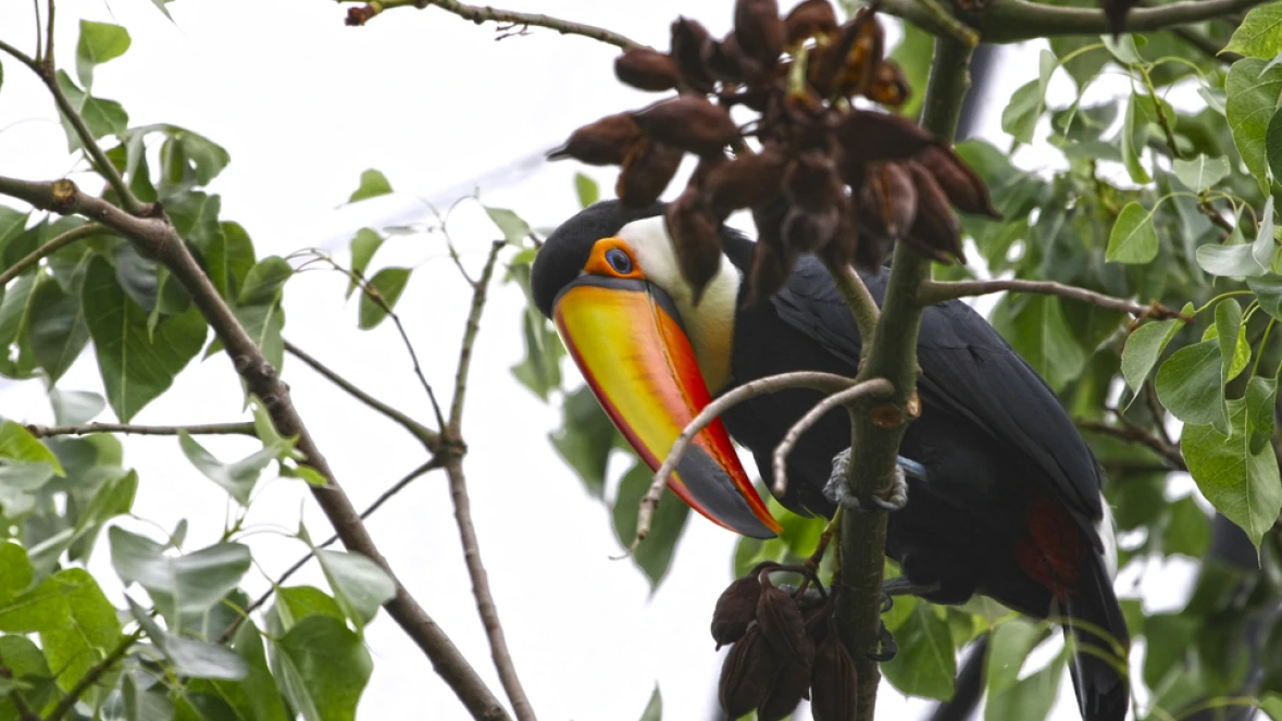 DISCOVERY AVIARY