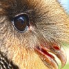 thumb_523_100_100_0_0_crop