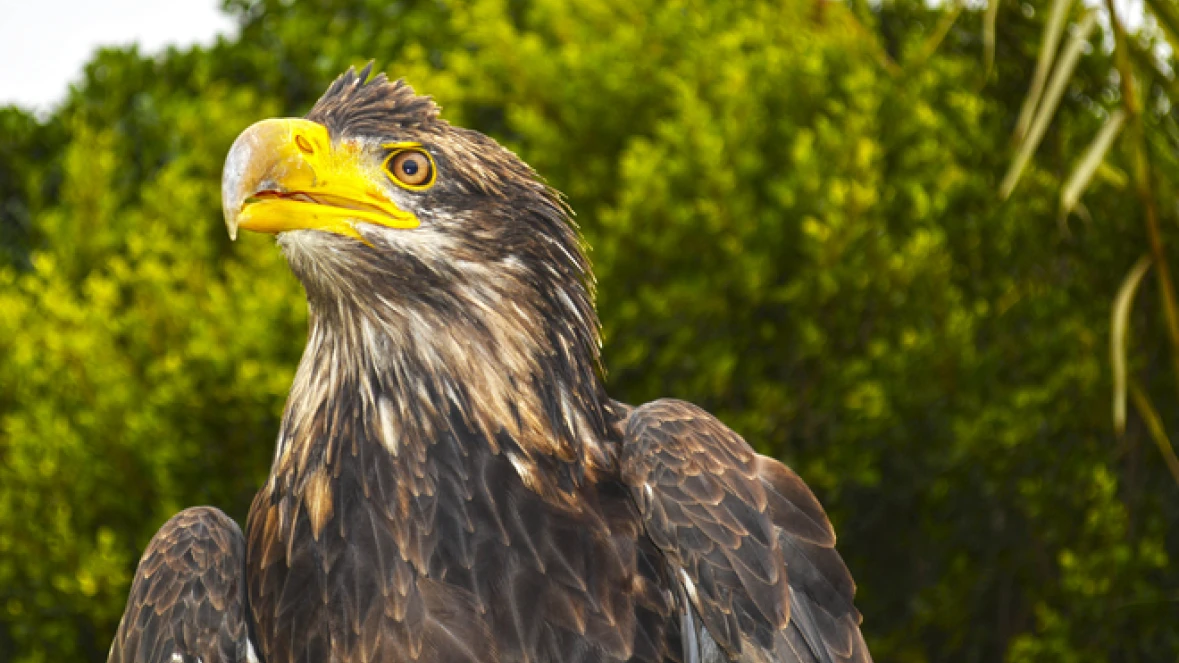 DISCOVERY AVIARY