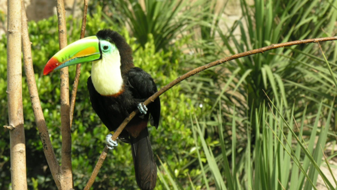 DISCOVERY AVIARY