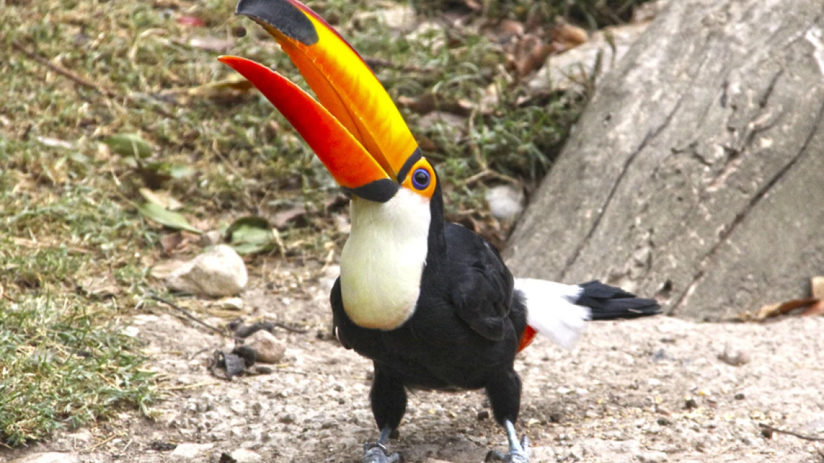 DISCOVERY AVIARY