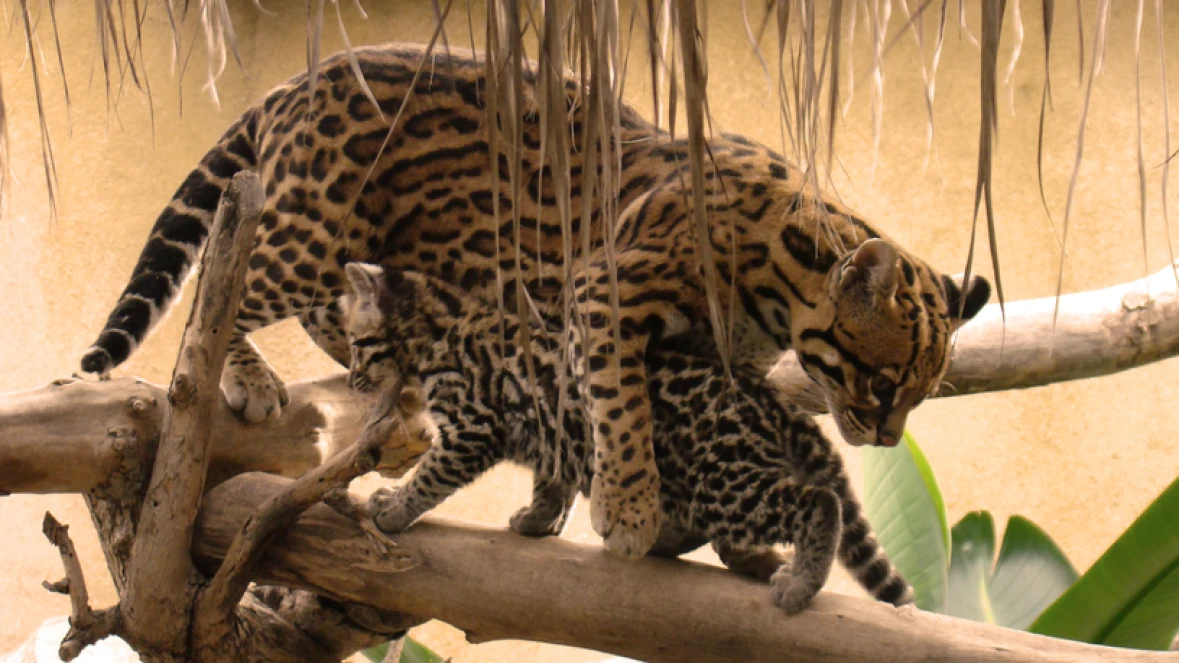 NIGHT SAFARI